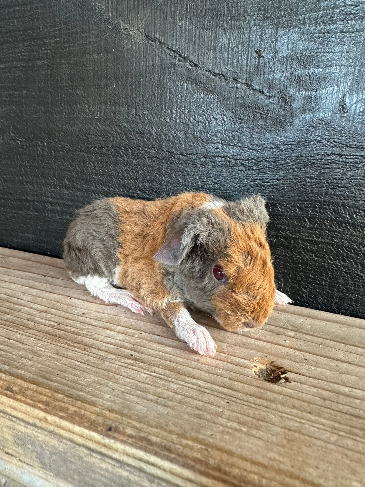 3 laatste jonge US teddy cavia baby’s zoeken huisje, Dieren en Toebehoren, Cavia, Augustus, Meerdere dieren, Tam