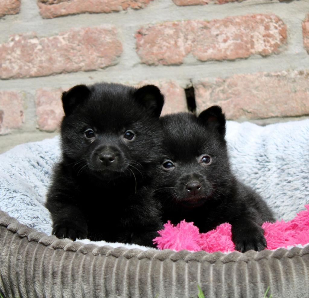 Schipperke puppy's, Parvo, België, Fokker | Hobbymatig, 8 tot 15 weken