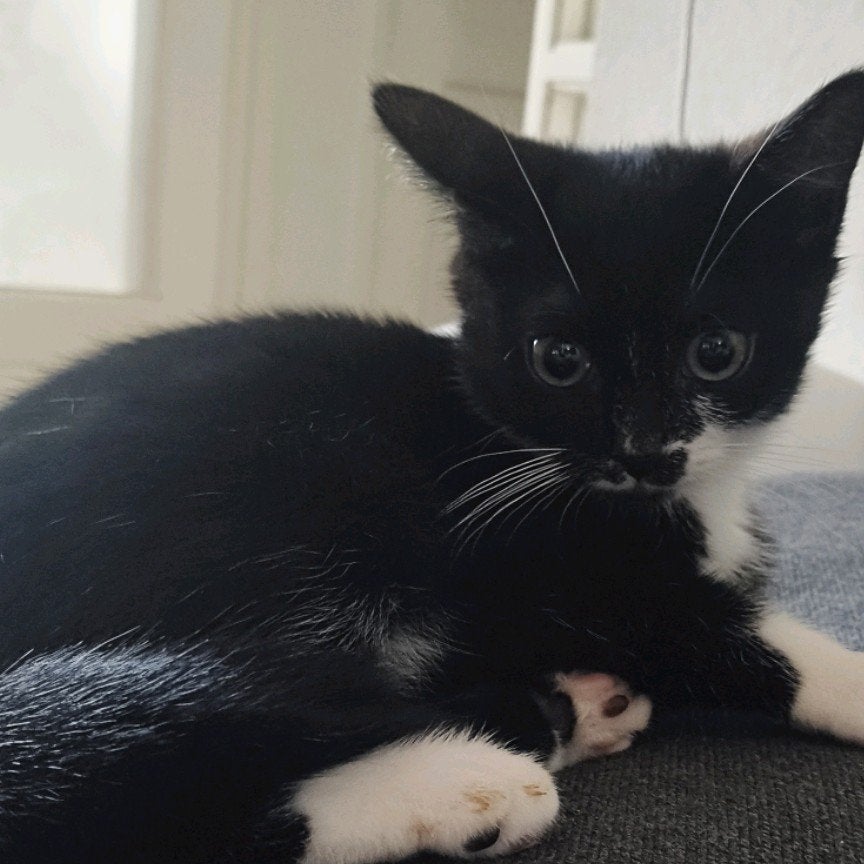 kitten (poes) 3 maanden, Poes, Kortharig, 0 tot 2 jaar