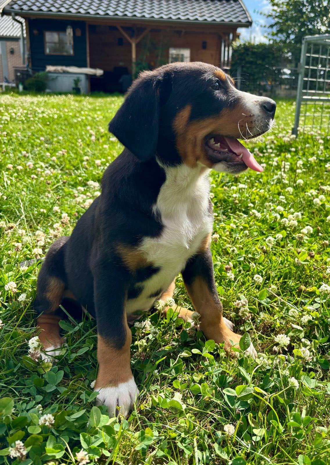 grote zwitserse sennen pups, Parvo, Meerdere, Meerdere dieren, Nederland
