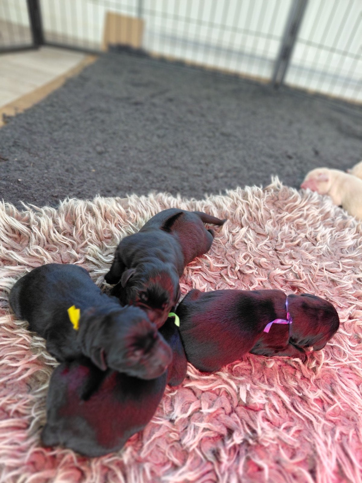 Prachtige Pups, Meerdere, Meerdere dieren, Nederland, Particulier