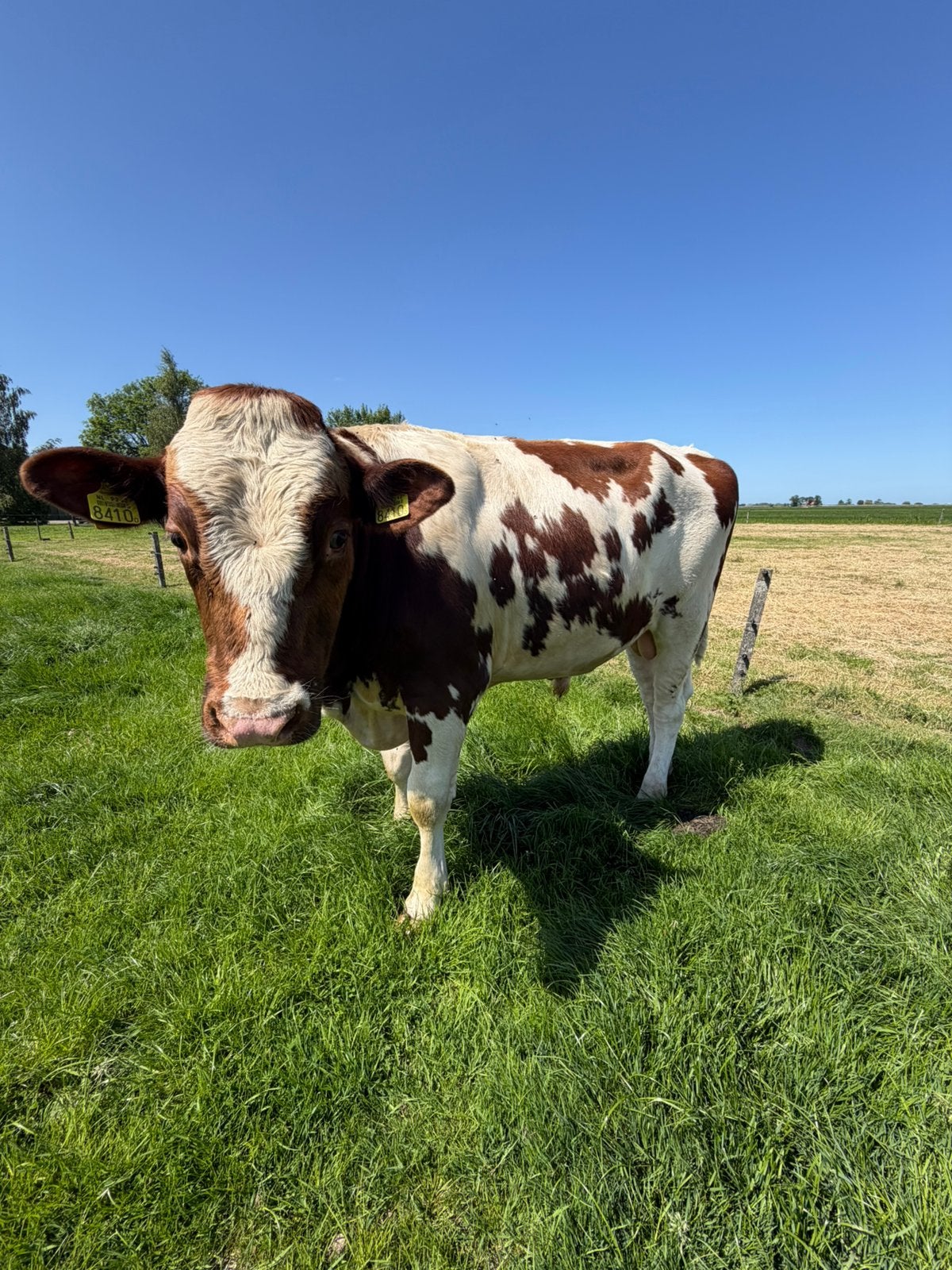 Roodbonte pinken stier, Dieren en Toebehoren, Runderen, Mannelijk