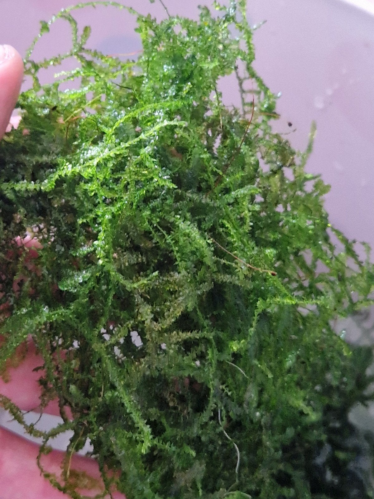 Javamos, Dieren en Toebehoren, Vissen | Aquaria en Toebehoren, Ophalen of Verzenden, Nieuw, Plant(en), Steen of Hout