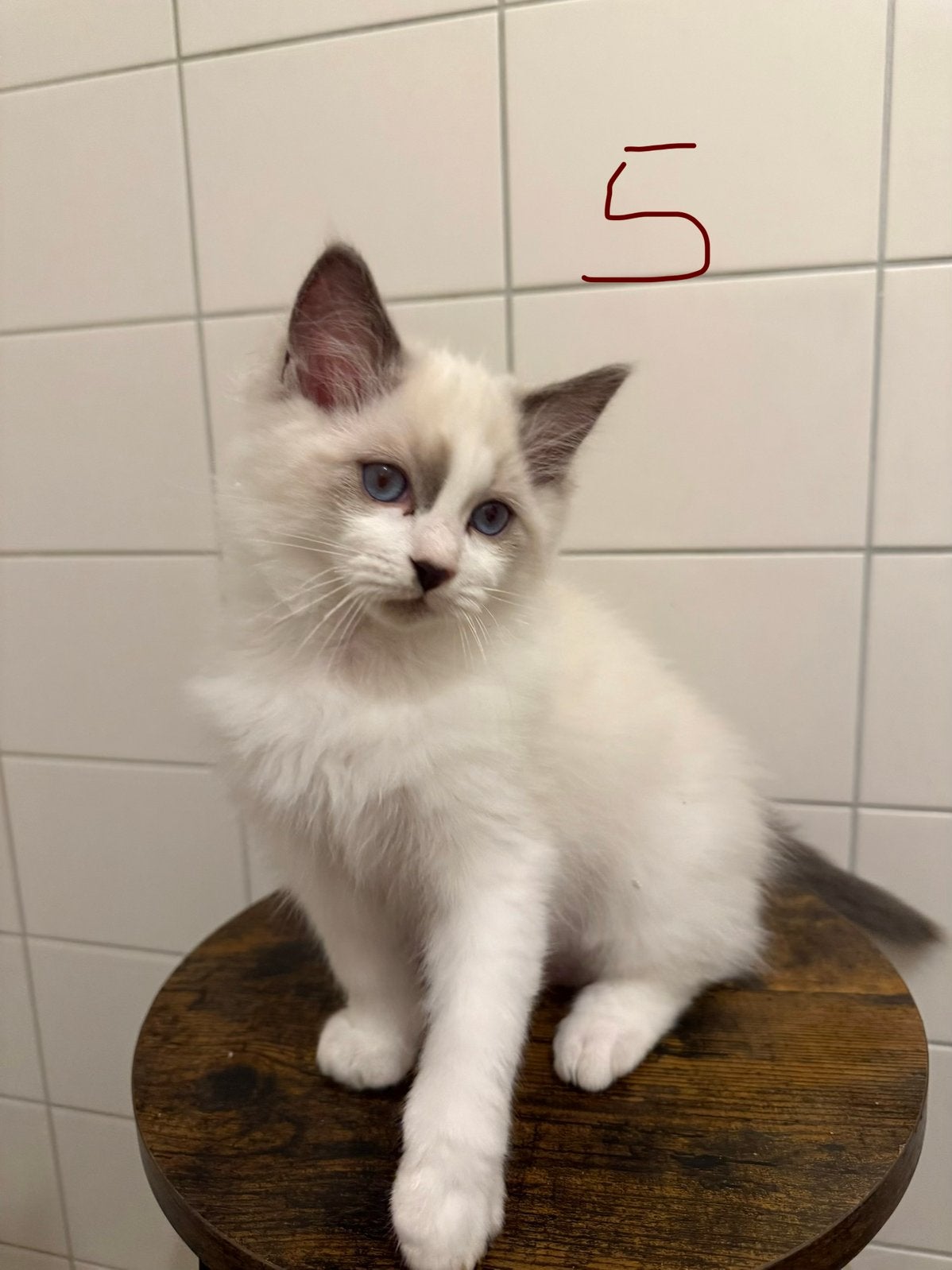 💎 1 van de 6 Prachtige Blue Bicolour Ragdoll Kittens, Meerdere dieren, Gechipt, 0 tot 2 jaar