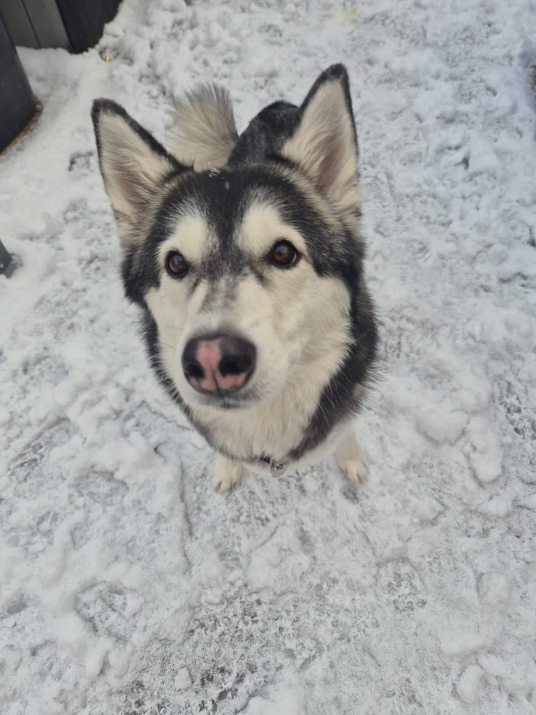 Pomsky F1 (husky x pomsky) mogen het nest verlaten, Parvo, 8 tot 15 weken, Meerdere, Meerdere dieren
