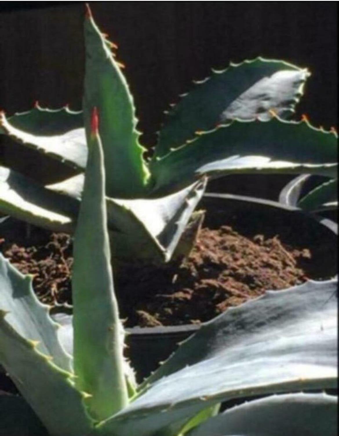 Biologische Blauwe Agave Americana planten/stekjes Nederland, Ophalen, Minder dan 100 cm, In pot, Cactus