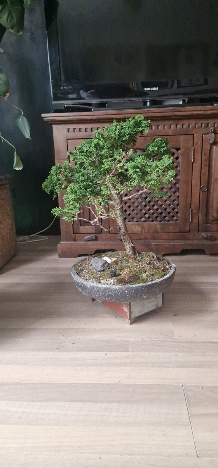 Mooie Chamaecyparis obtusa (Hinoki-cipres) bonsai te koop., Ophalen, Overige soorten, Volle zon