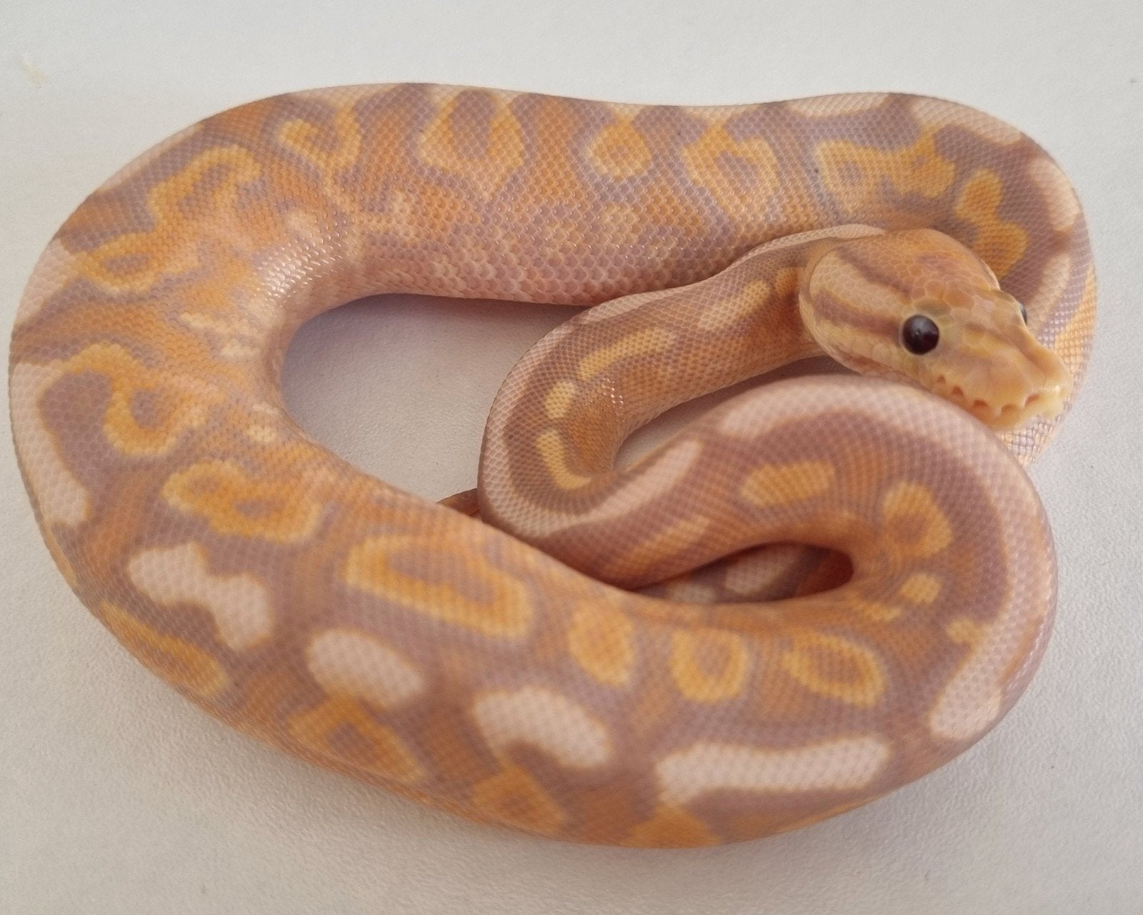 1.0 coral glow cinnamon gravel od (spotnose) het clown Ball Python photo 3
