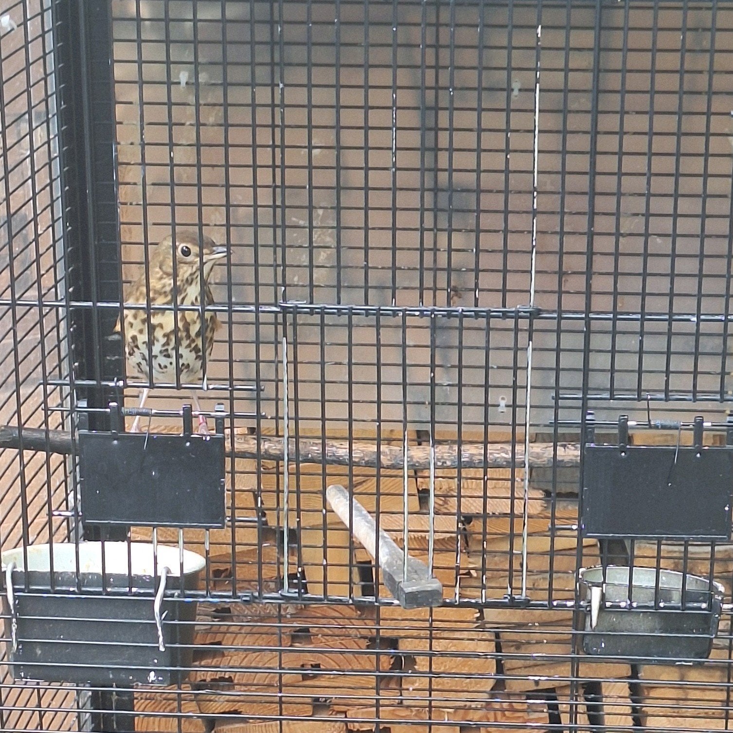 zanglijster man, Dieren en Toebehoren, Ophalen, Metaal, Vogelkooi