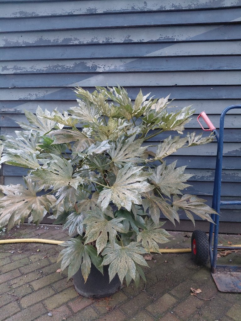 bonte fatsia vingerplant, Tuin en Terras, Planten | Tuinplanten, Ophalen, Overige soorten, Volle zon