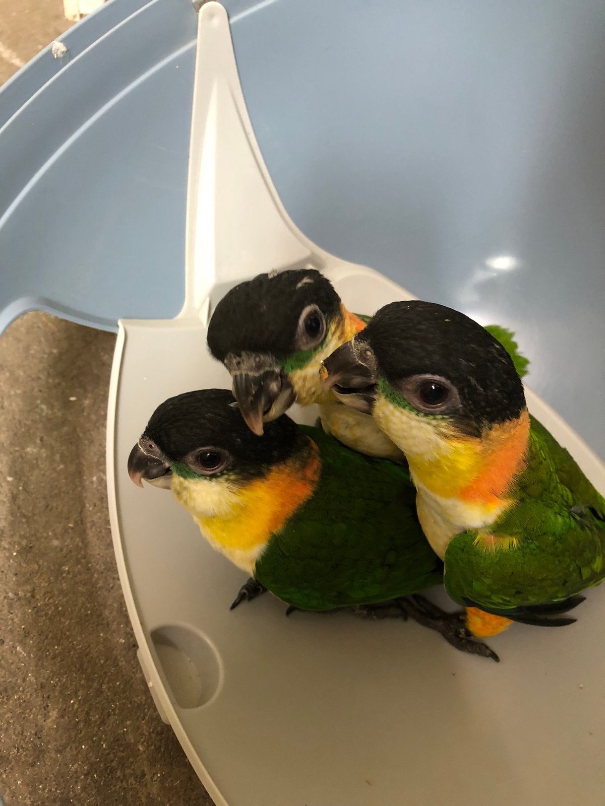 Jonge tamme zwartkopcaique te koop, Meerdere dieren, Papegaai, Geringd