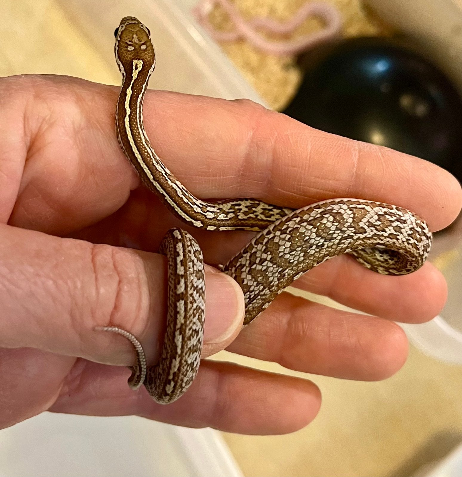 0.0.2 Guttatus caramel het palmetto Corn Snake photo 2