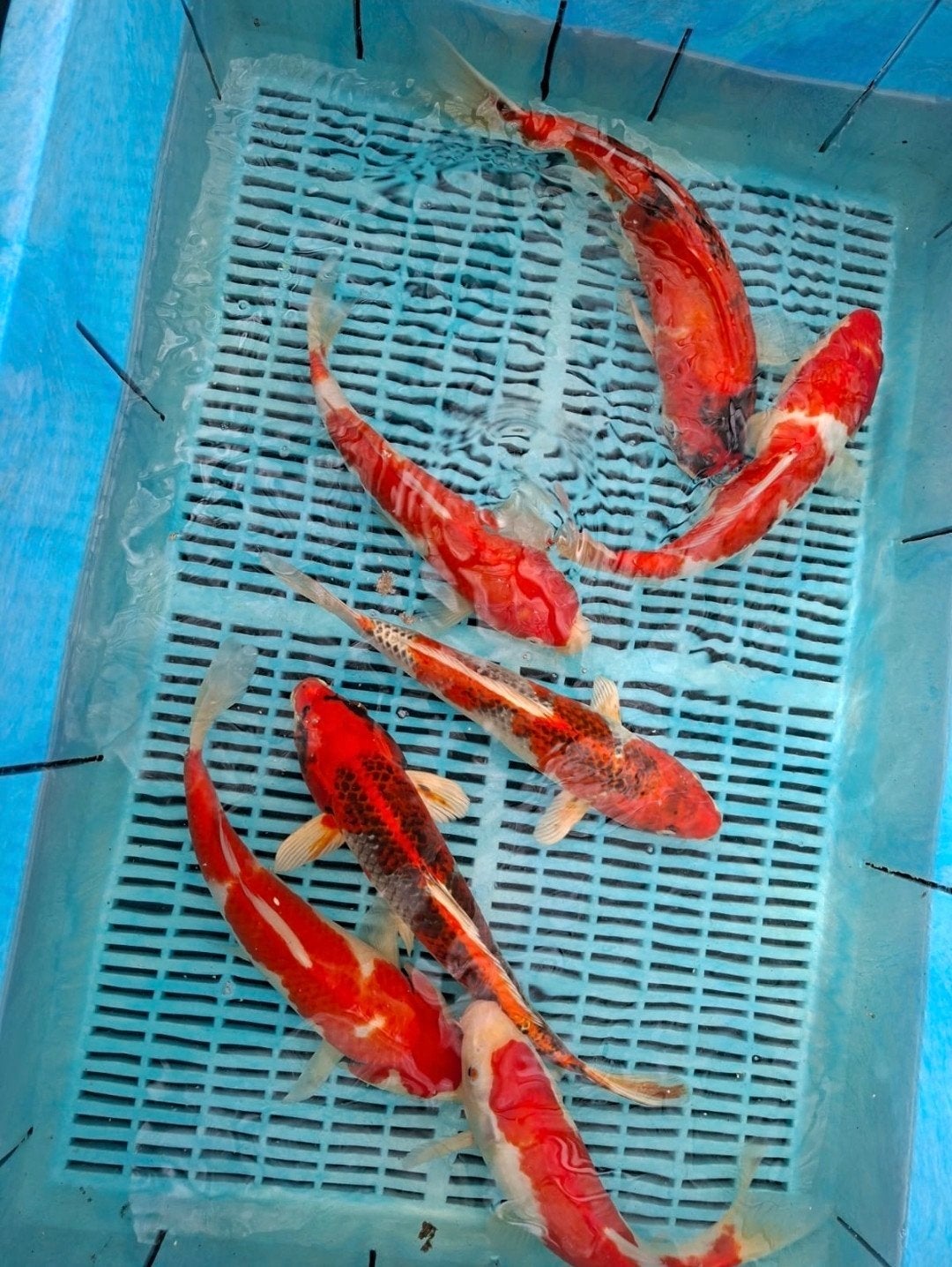 16 koi, Dieren en Toebehoren, Vissen | Vijvervissen, Karper of Koi