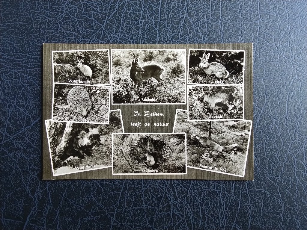 In Zelhem leeft de natuur. Klf. oa. Egel, Vos, Eekhoorn, Verzenden, 1960 tot 1980, Ongelopen, Gelderland