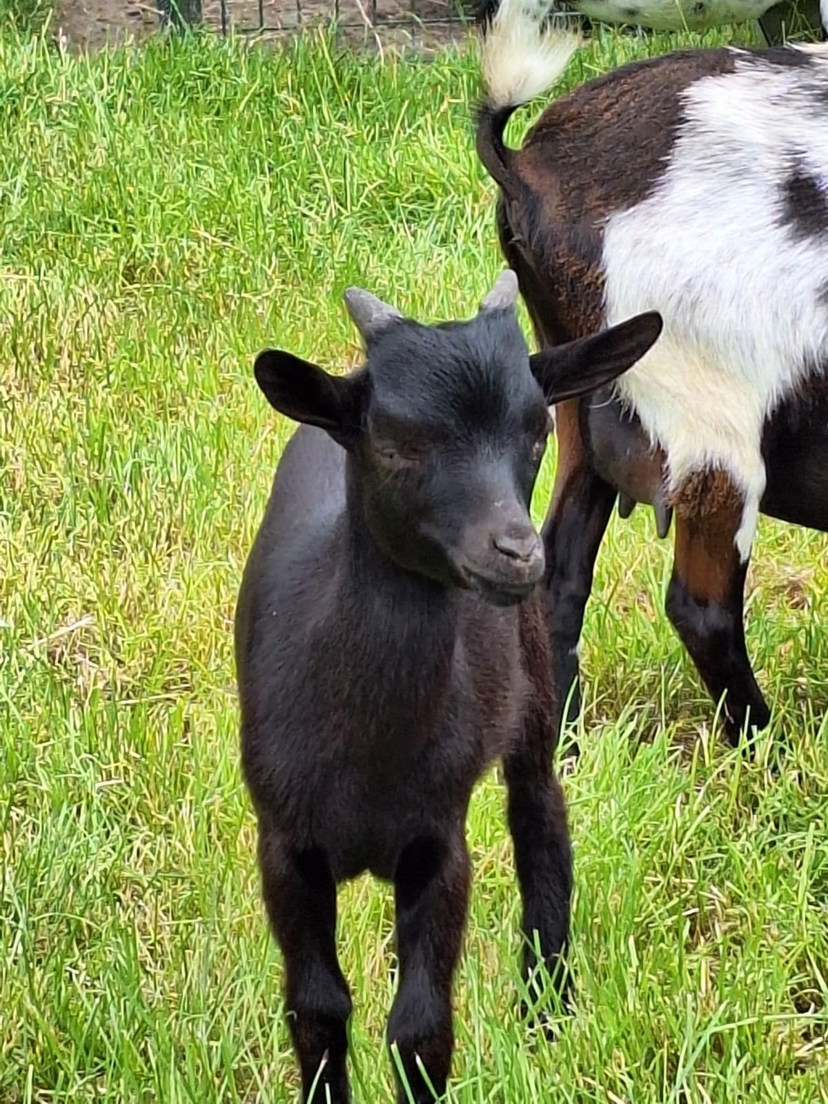 Dwerggeit bokjes zwart, Dieren en Toebehoren, Schapen, Geiten en Varkens, Mannelijk, Geit, 0 tot 2 jaar