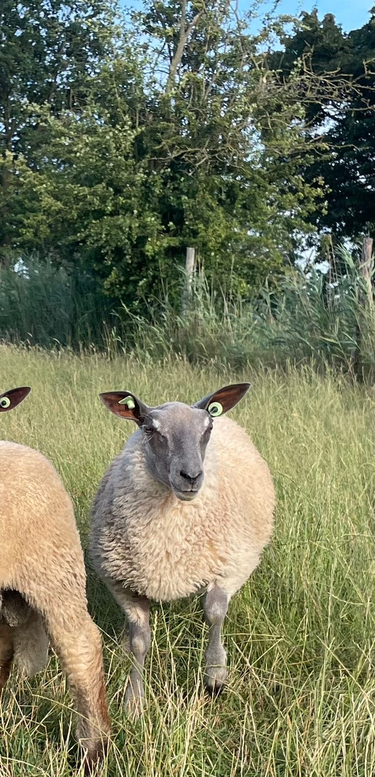 Dekrammen rouge de l’ouest x blue de maine zwoegervrij, Dieren en Toebehoren, Schapen, Geiten en Varkens, Mannelijk, Schaap