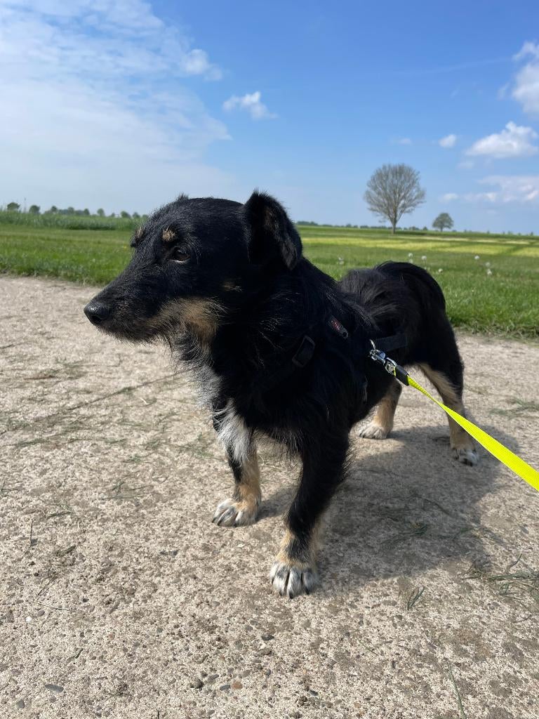 Jutta zoekt baasje, Particulier, 1 tot 2 jaar, Buitenland, Teef