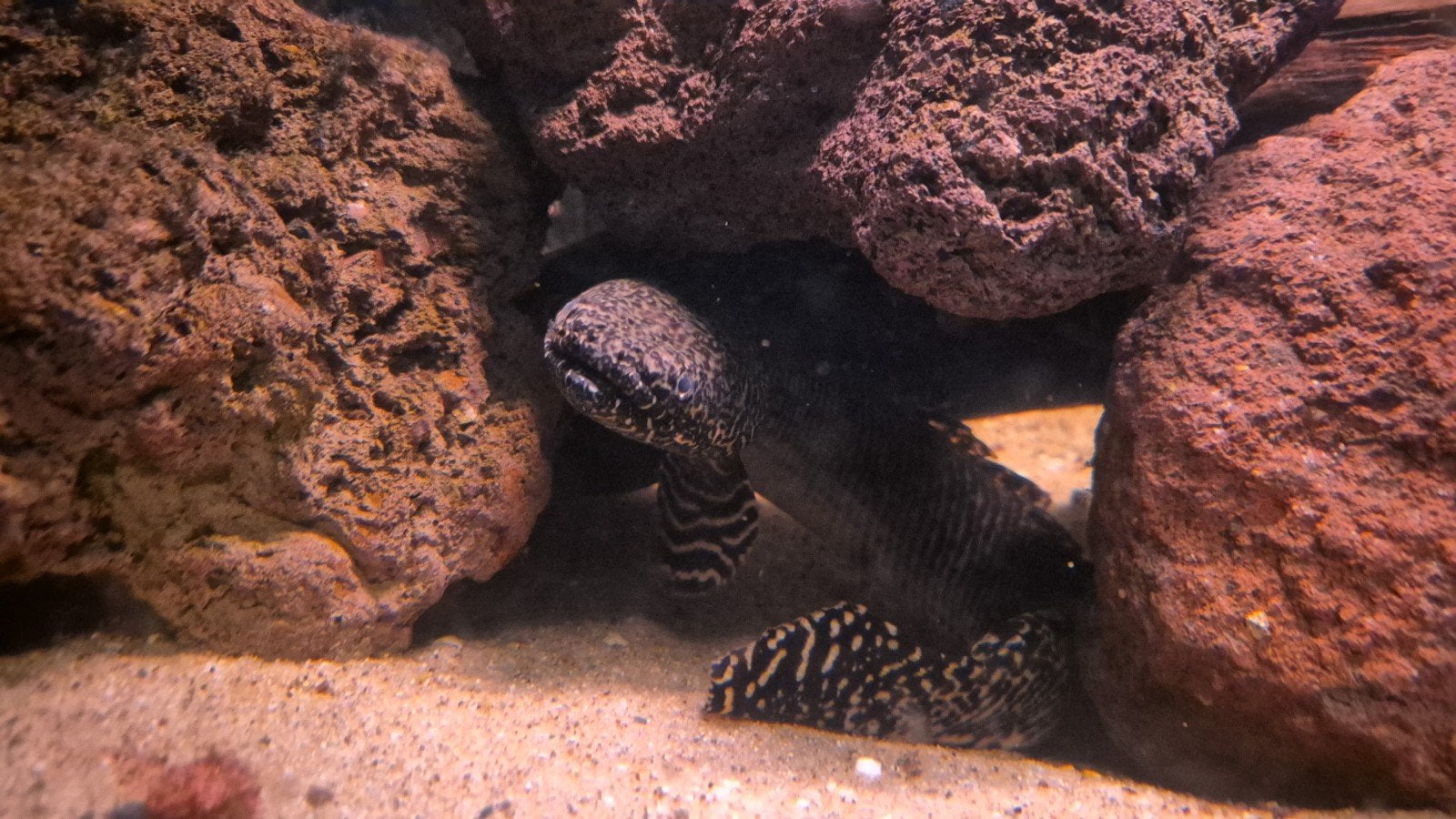 2x Polypterus (kwastvinsnoek), Dieren en Toebehoren, Vis, Zoetwatervis