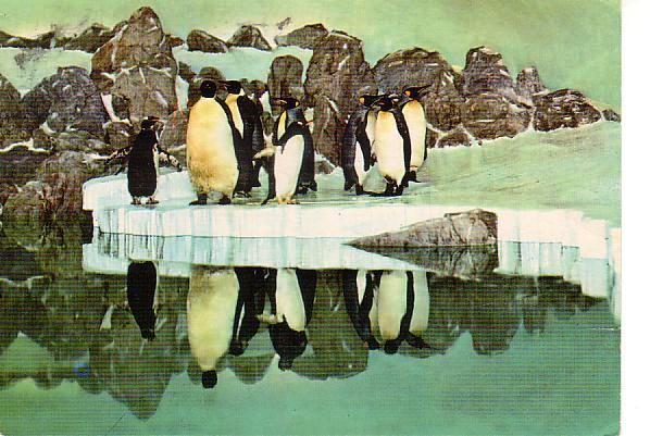 Ansichtkaart	Pinguïns, Verzenden, 1960 tot 1980, Gelopen, Vogel