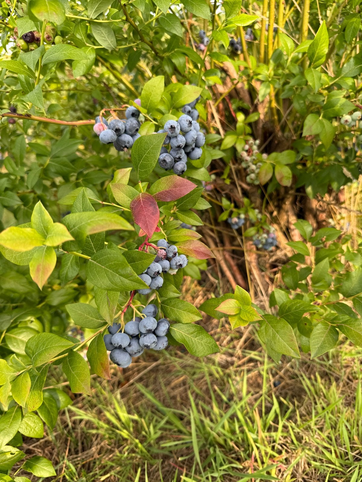 Verse Blauwe Bessen - Direct van de Struik, Zakelijke goederen, Ophalen