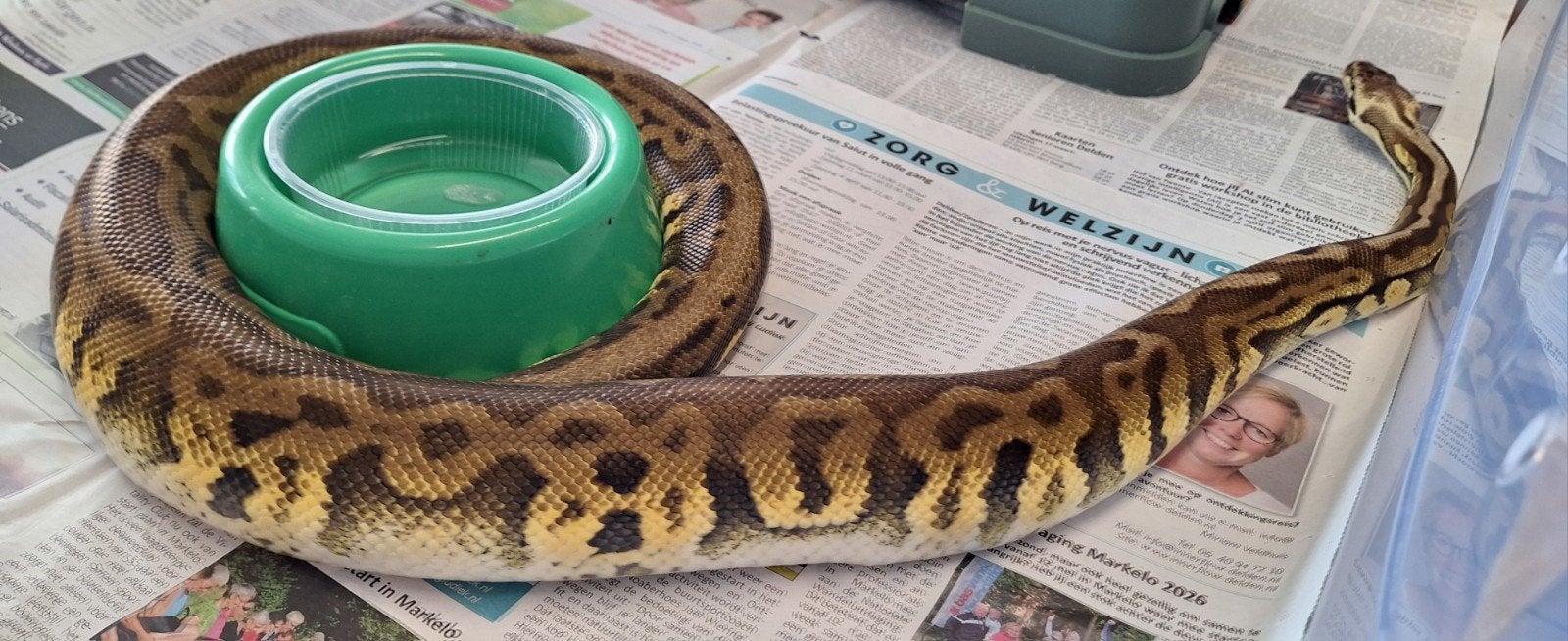 Super pastel leopard DH Clown/desertghost, Slang, 0 tot 2 jaar
