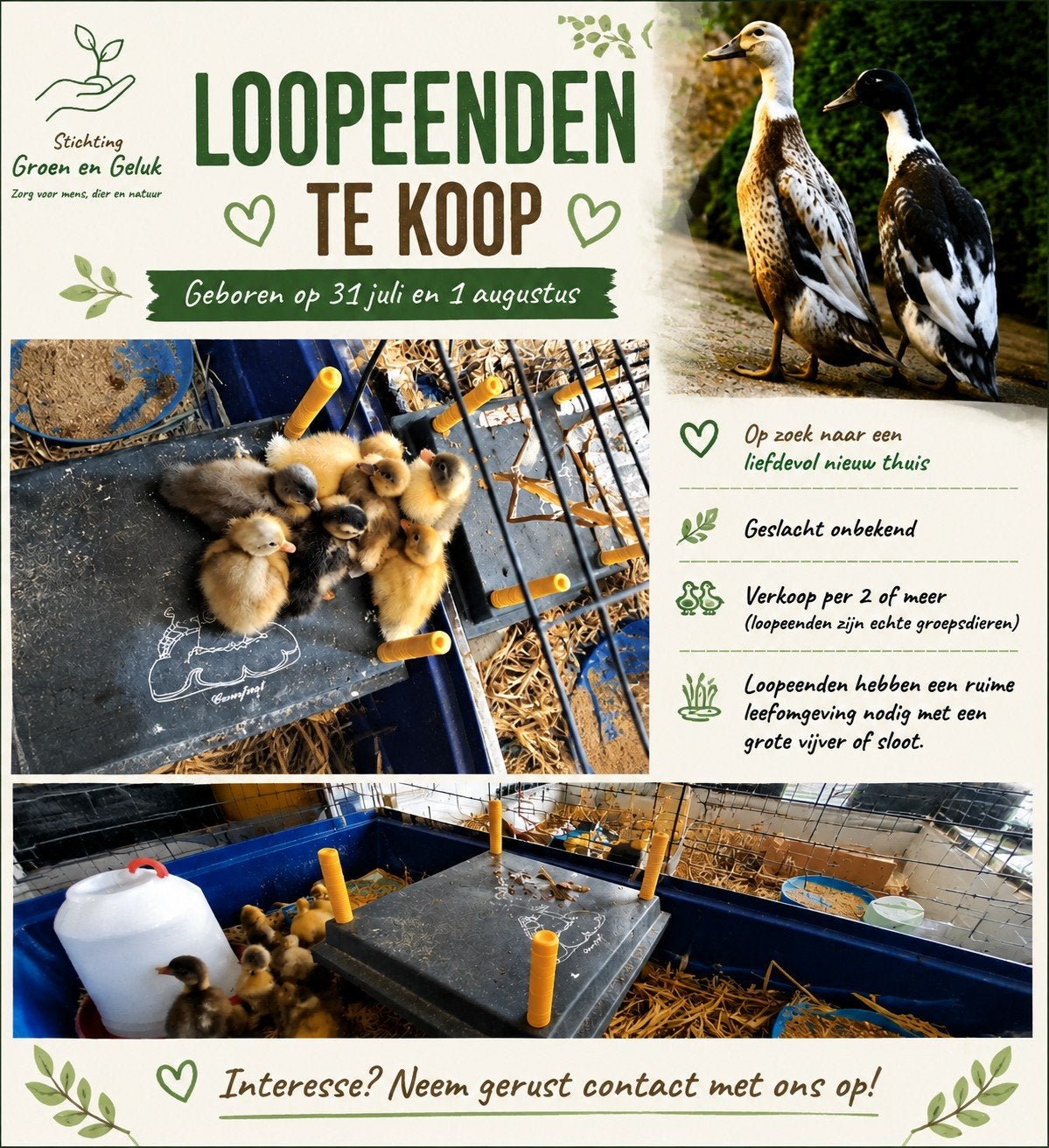 loopeend kuikens tekoop, Geslacht onbekend