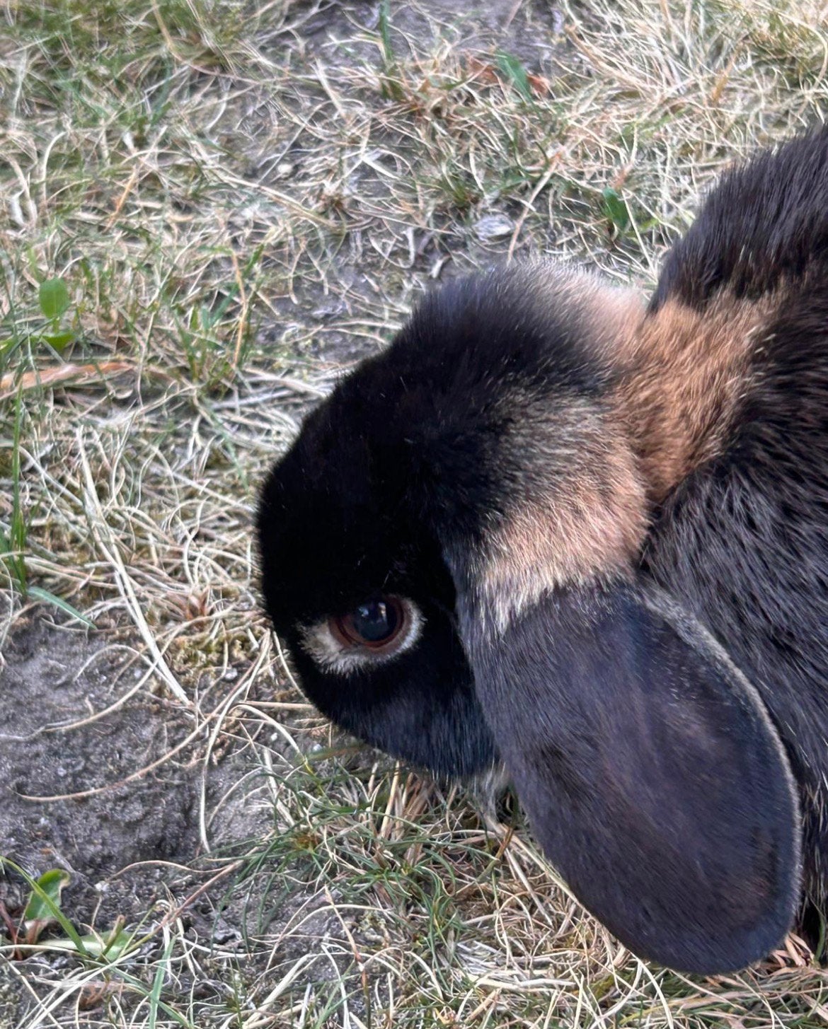 NHD konijn voedster zoekt een nieuw huisje, Dieren en Toebehoren, Vrouwelijk, Dwerg