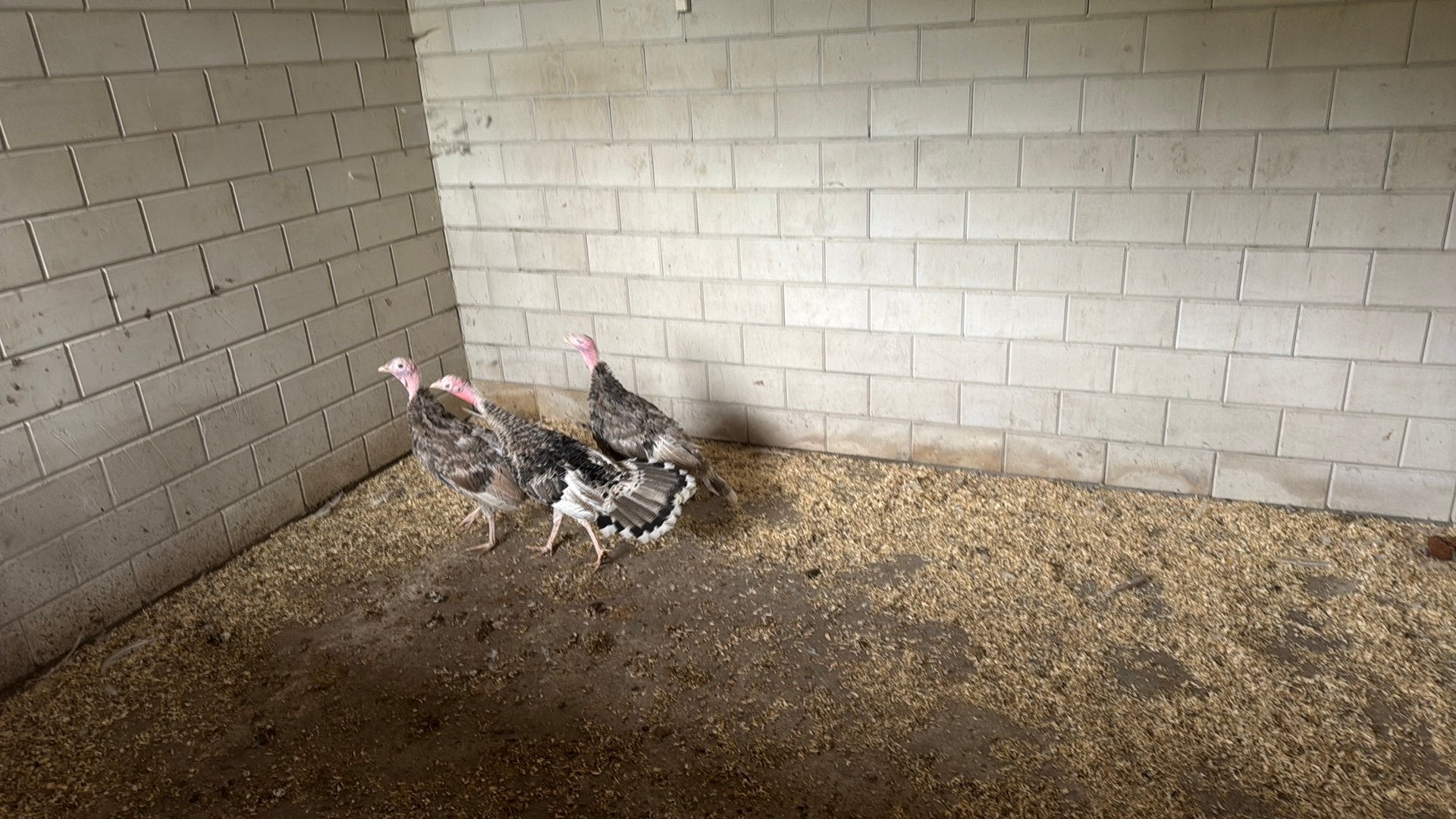 Kalkoenen, Dieren en Toebehoren, Pluimvee, Meerdere dieren, Kalkoen