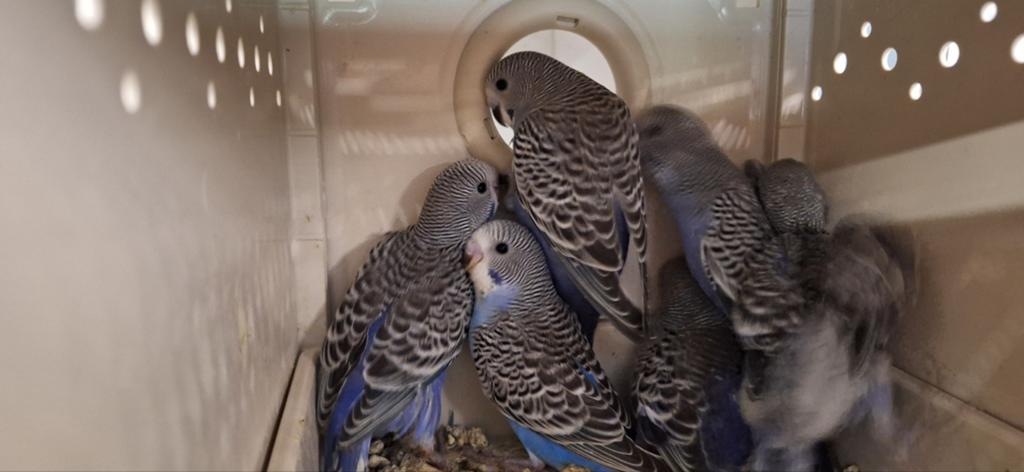 Jonge grasparkieten, Meerdere dieren, Parkiet