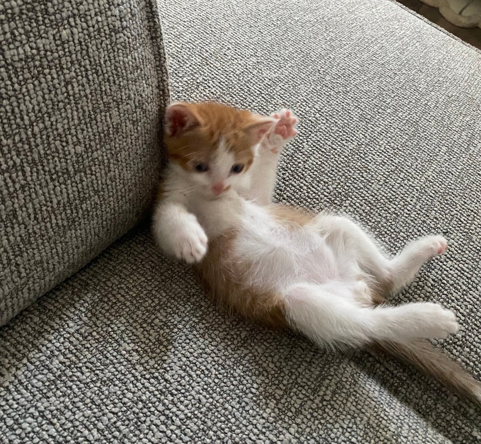 Kitten 9 weken., Kater