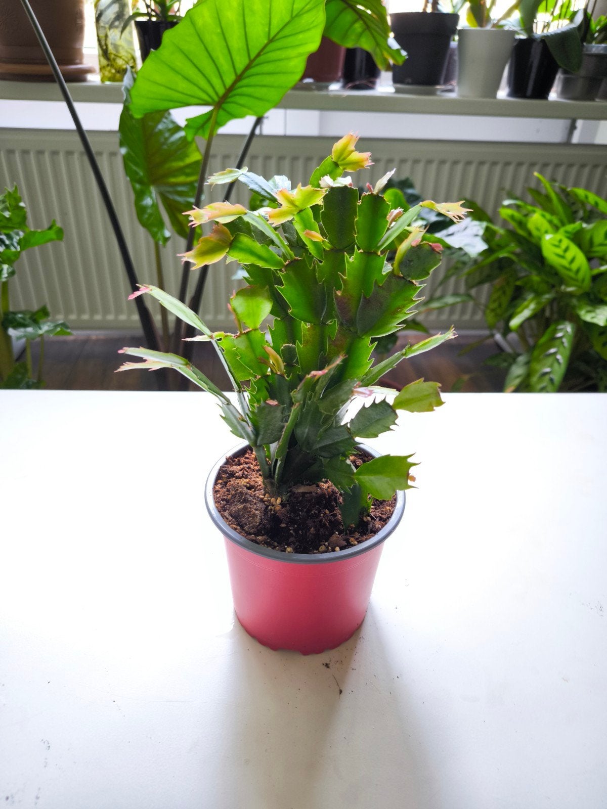 Kerstcactus (Schlumbergera) - Bloeiende kamerplant, Overige soorten, Vaste plant, Ophalen of Verzenden, Halfschaduw