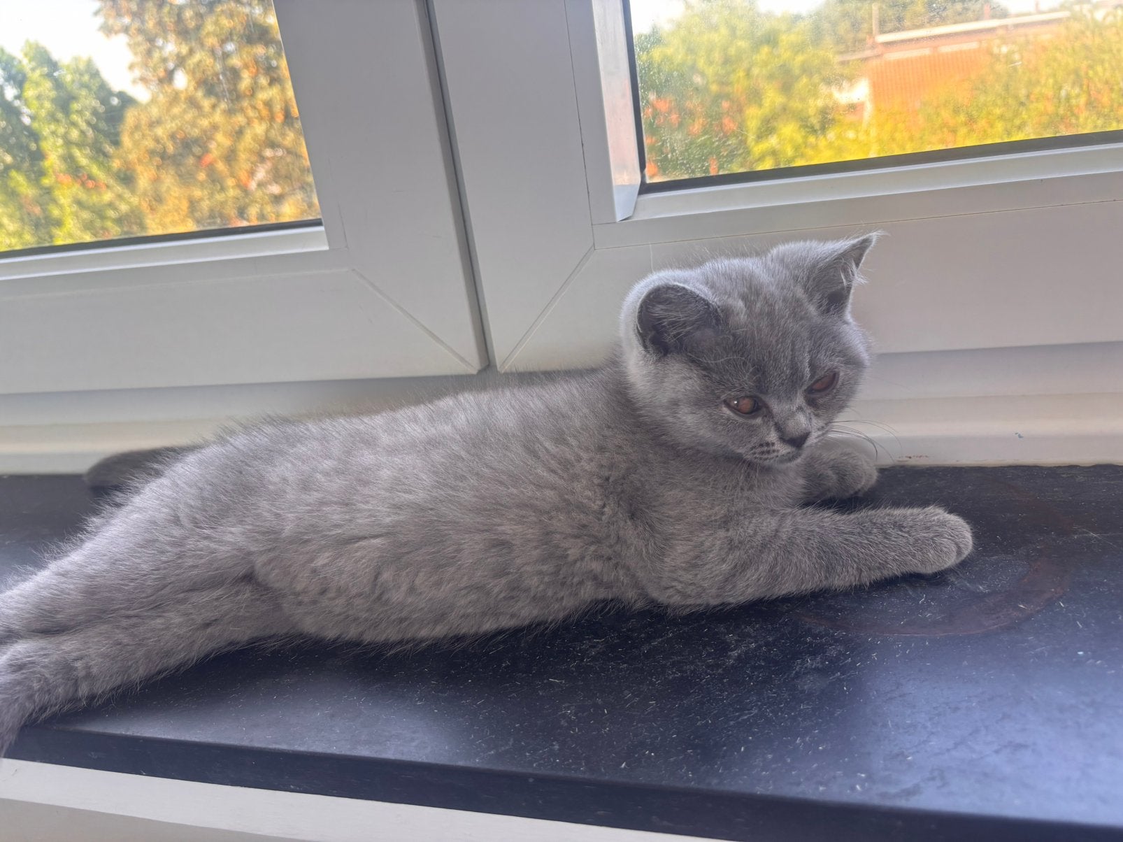 Britt blue kitten, Poes