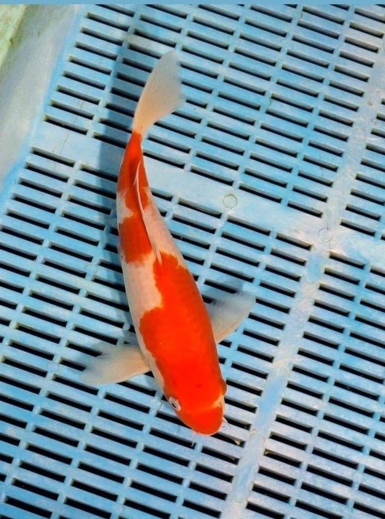 Prachtige kohaku, Karper of Koi