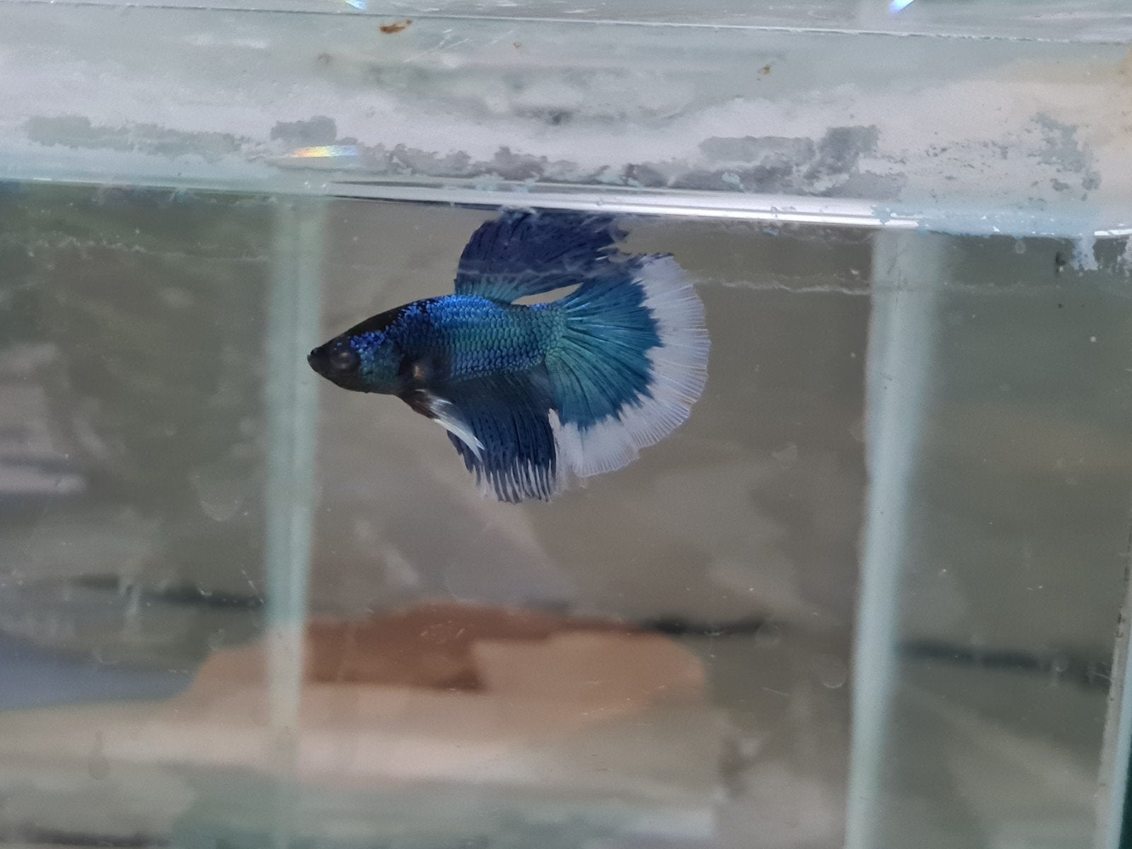 Betta splendens super delta kempvis man, Dieren en Toebehoren, Vis, Zoetwatervis