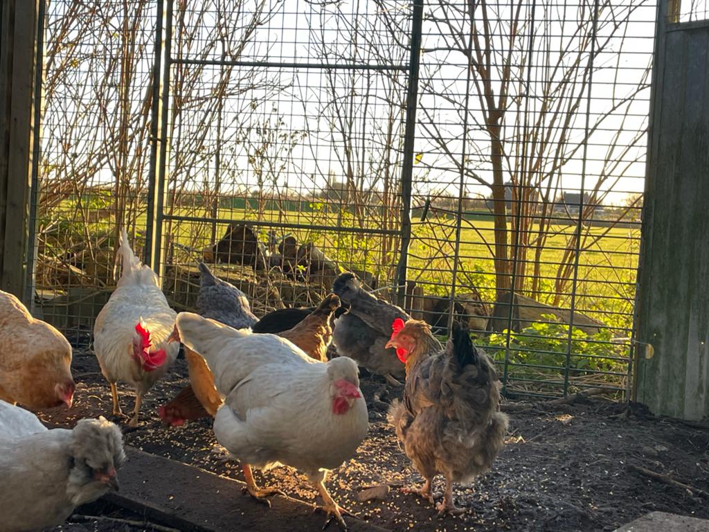 Cream legbar kippen, kleurlegger, groenlegger, Dieren en Toebehoren, Vrouwelijk, Kip