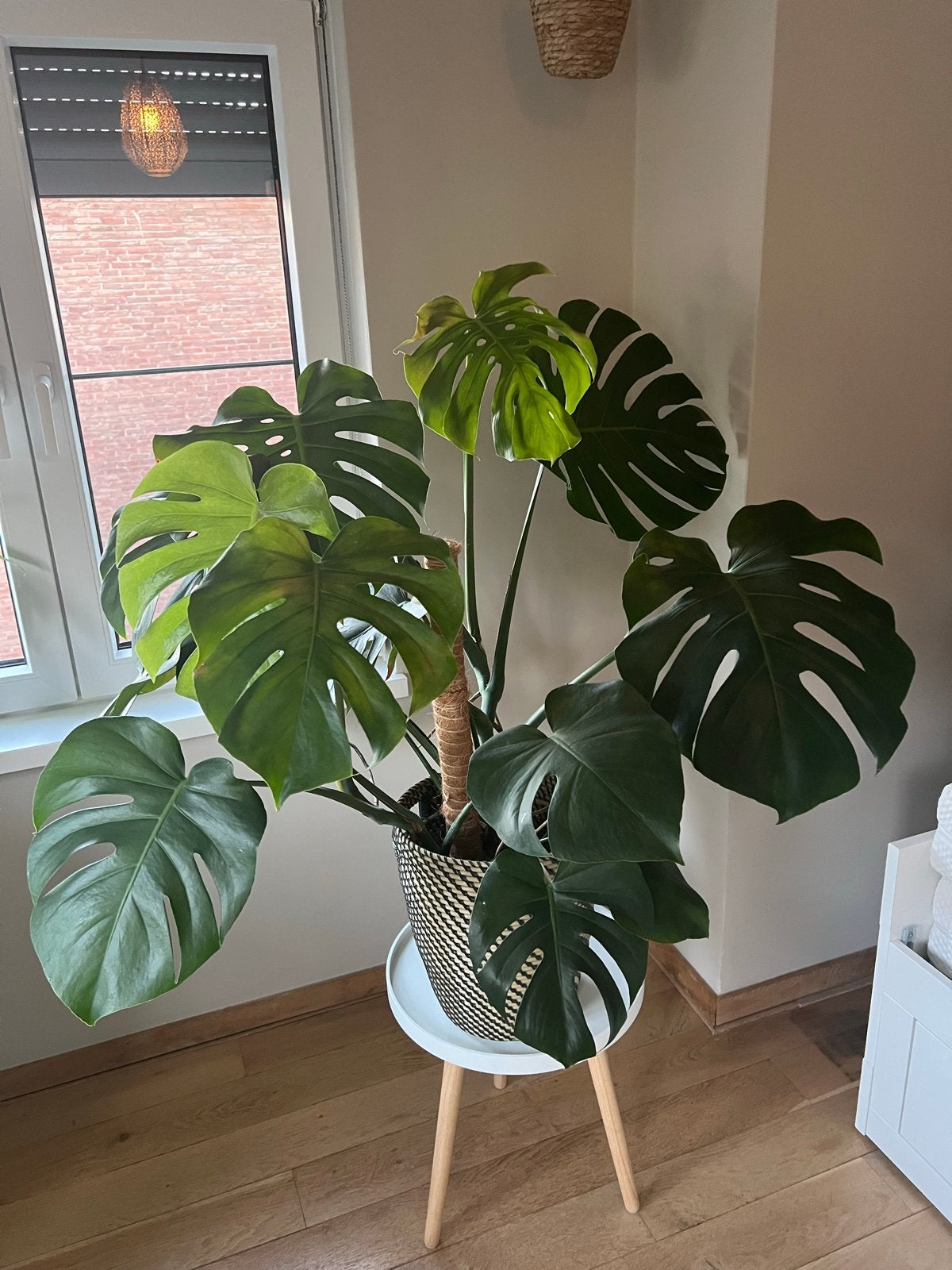 Grote Monstera Deliciosa - Kamerplant, Tuin en Terras, Vaste plant, Bloeit niet, Halfschaduw, Ophalen