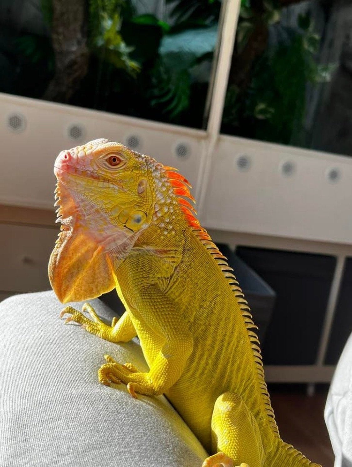 Prachtige T+ albino leguaan, Hagedis, Met terrarium, 3 tot 6 jaar