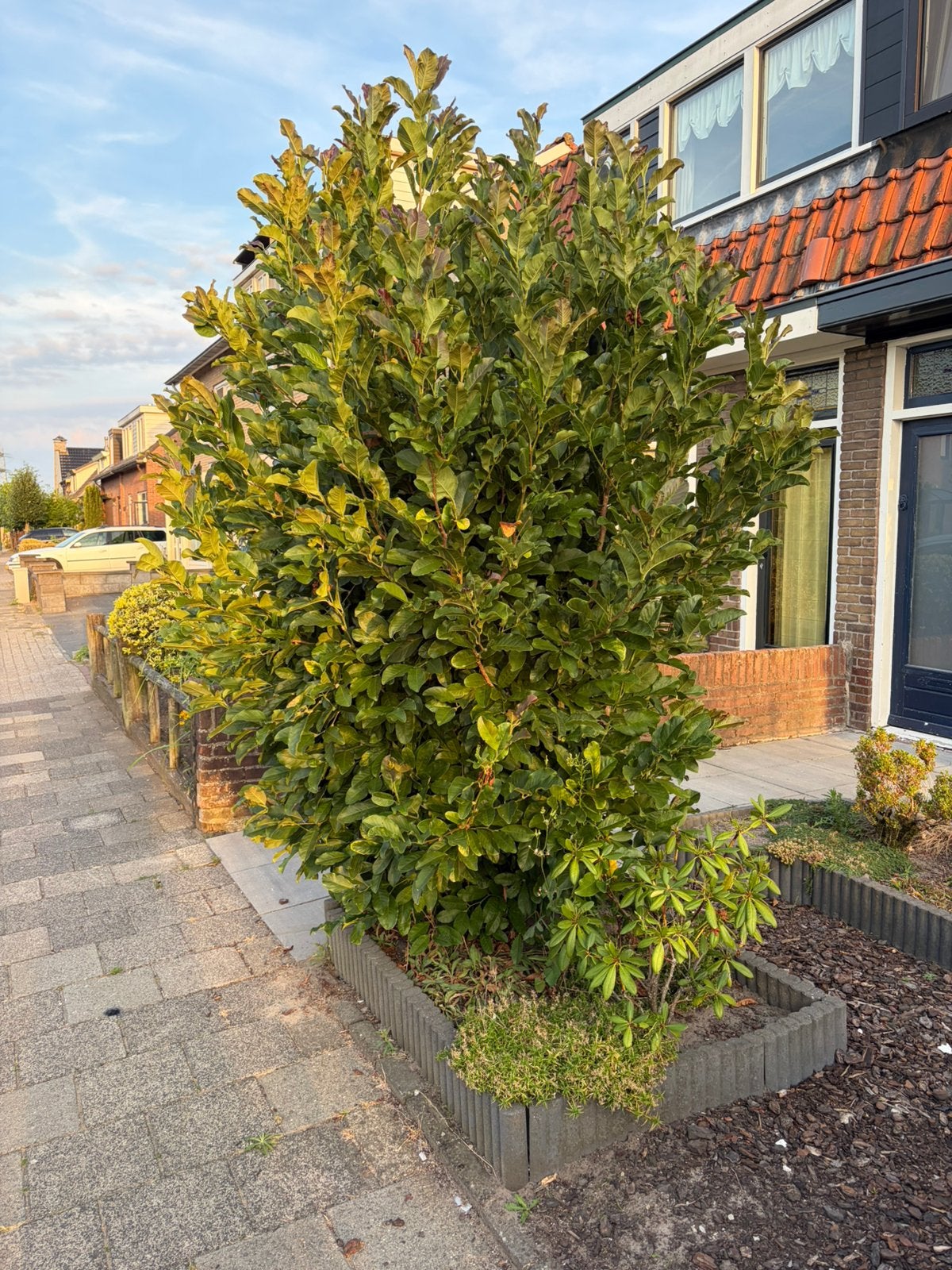Gratis grote plant Photinia fraseri ‘Red Robin’, Tuin en Terras, Planten | Bomen, Ophalen, Halfschaduw, Overige soorten