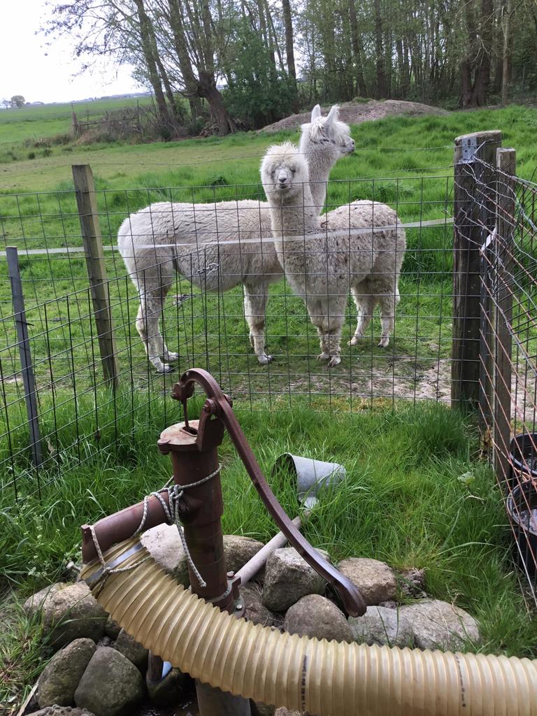 Alpaca te koop, Juni, Vrouwelijk