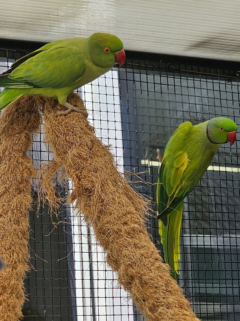 Koppel Halsbandparkieten | Groen opaline | 2023/2019, Dieren en Toebehoren, Meerdere dieren, Parkiet, Geringd