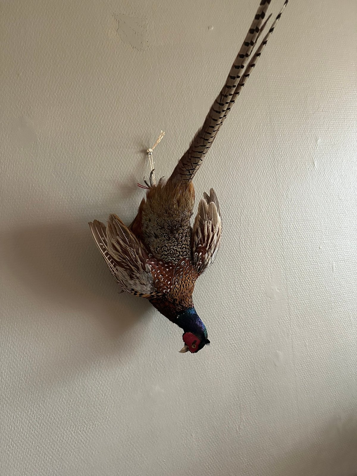 Prachtige hangende fazant taxidermie, Ophalen of Verzenden, Zo goed als nieuw, Opgezet dier