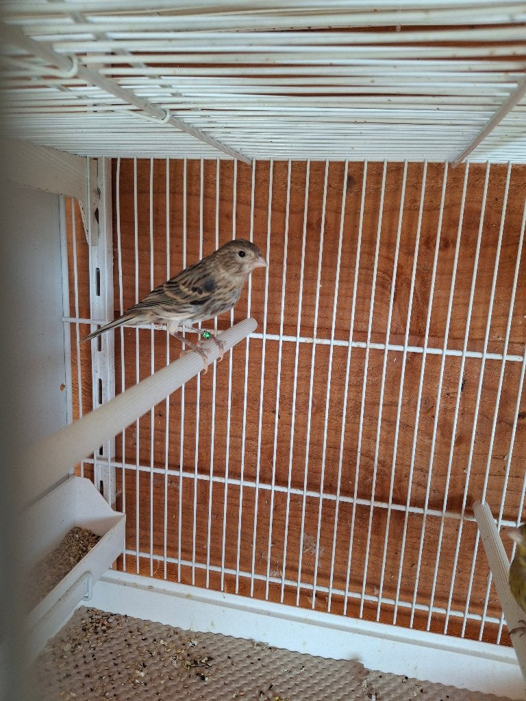 Te koop timbrado kanaries, Meerdere dieren, Wildzangvogel, Geringd