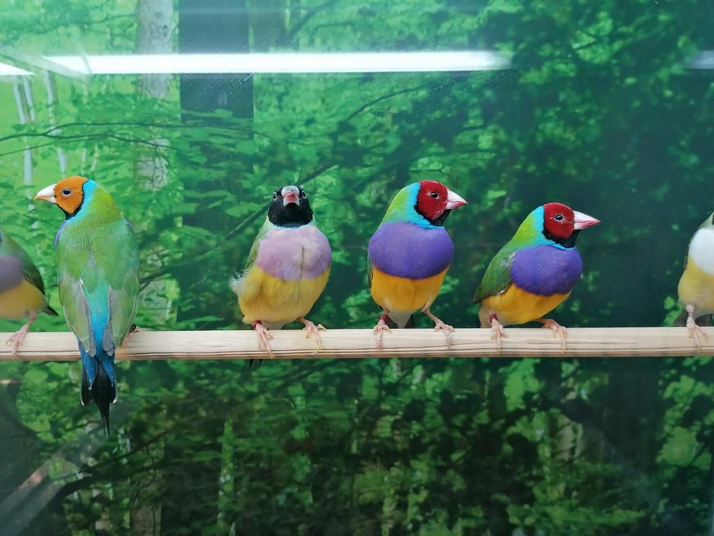 Gezocht volière en tropische vogels., Meerdere dieren