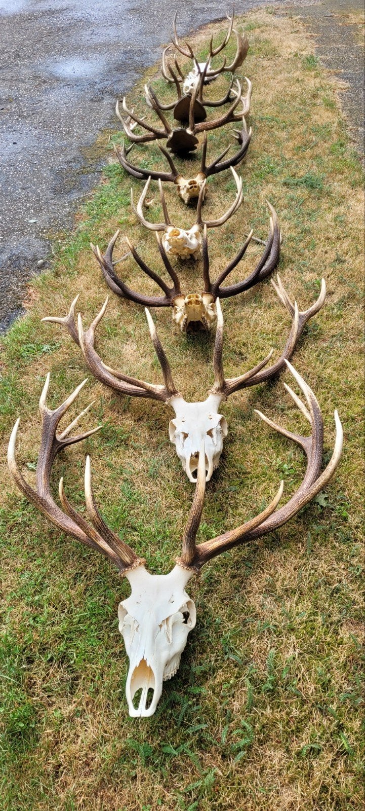 Gewei edelhert geweien jacht damhert jagen Veluwe, Ophalen, Gebruikt, Hert, Gewei of Kop