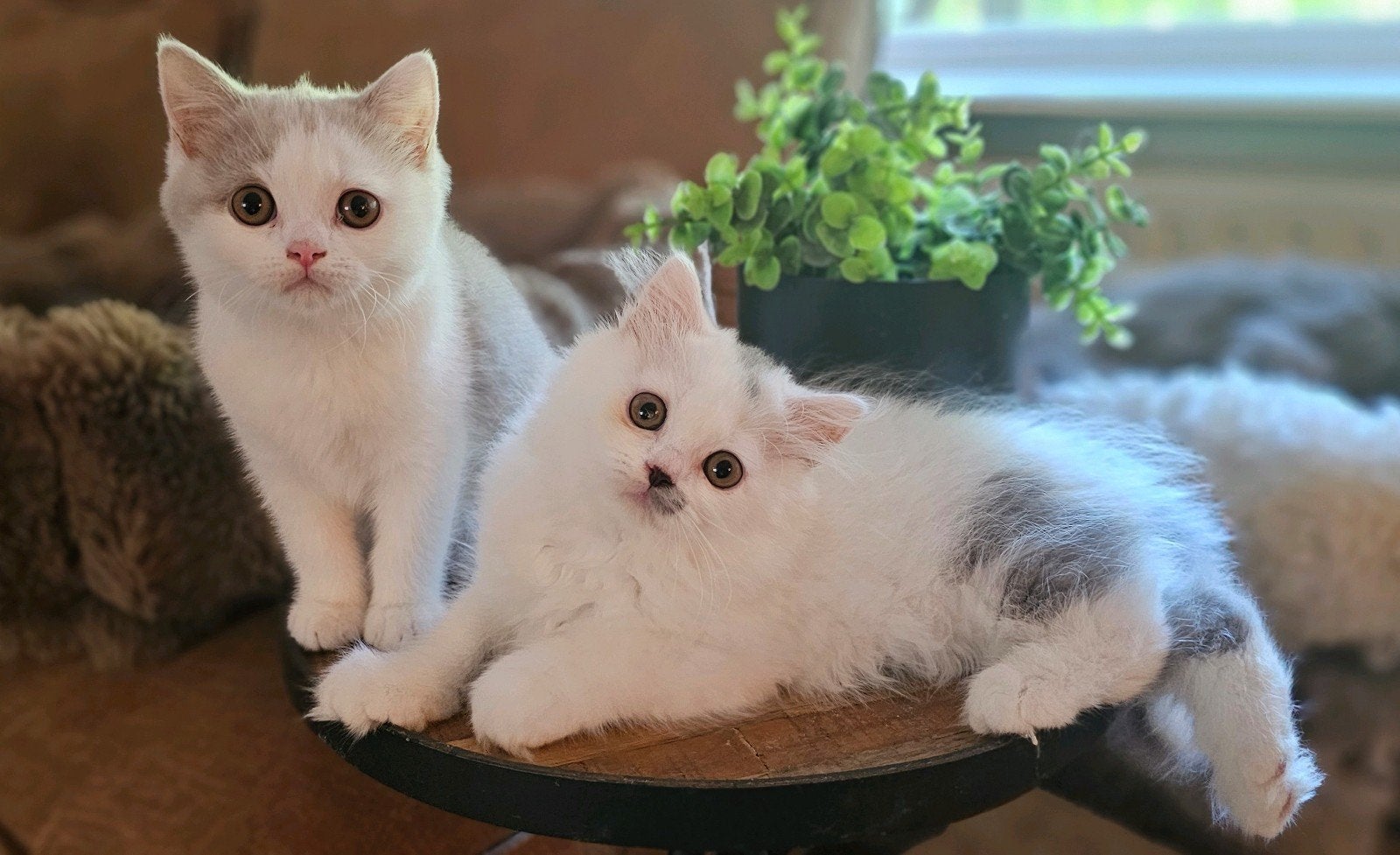 Brits Korthaar en Brits Langhaar broertjes, Dieren en Toebehoren, Katten en Kittens | Raskatten | Korthaar, Kater, Met stamboom
