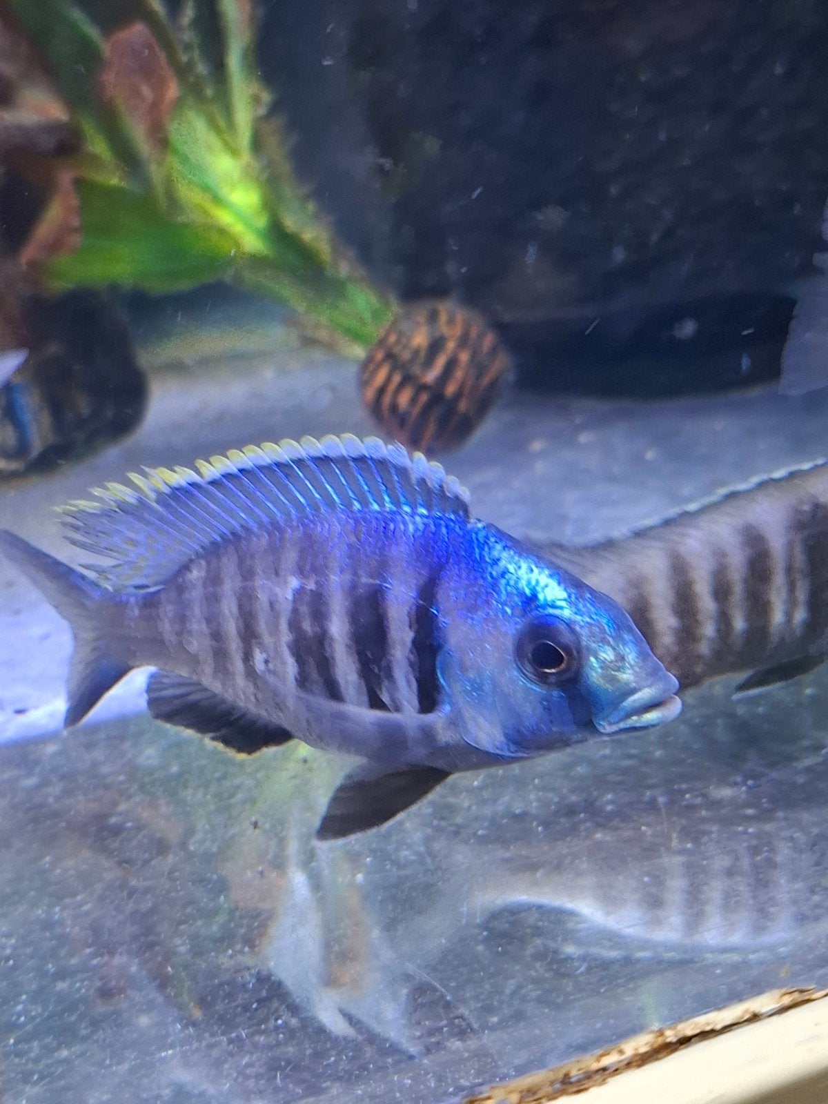 likomo electra Malawi cichlide, Dieren en Toebehoren, Vis