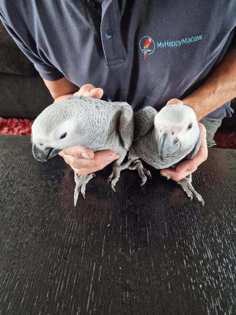 Super handtamme Grijze Roodstaart papegaaitjes, Mannelijk, Papegaai, Geringd