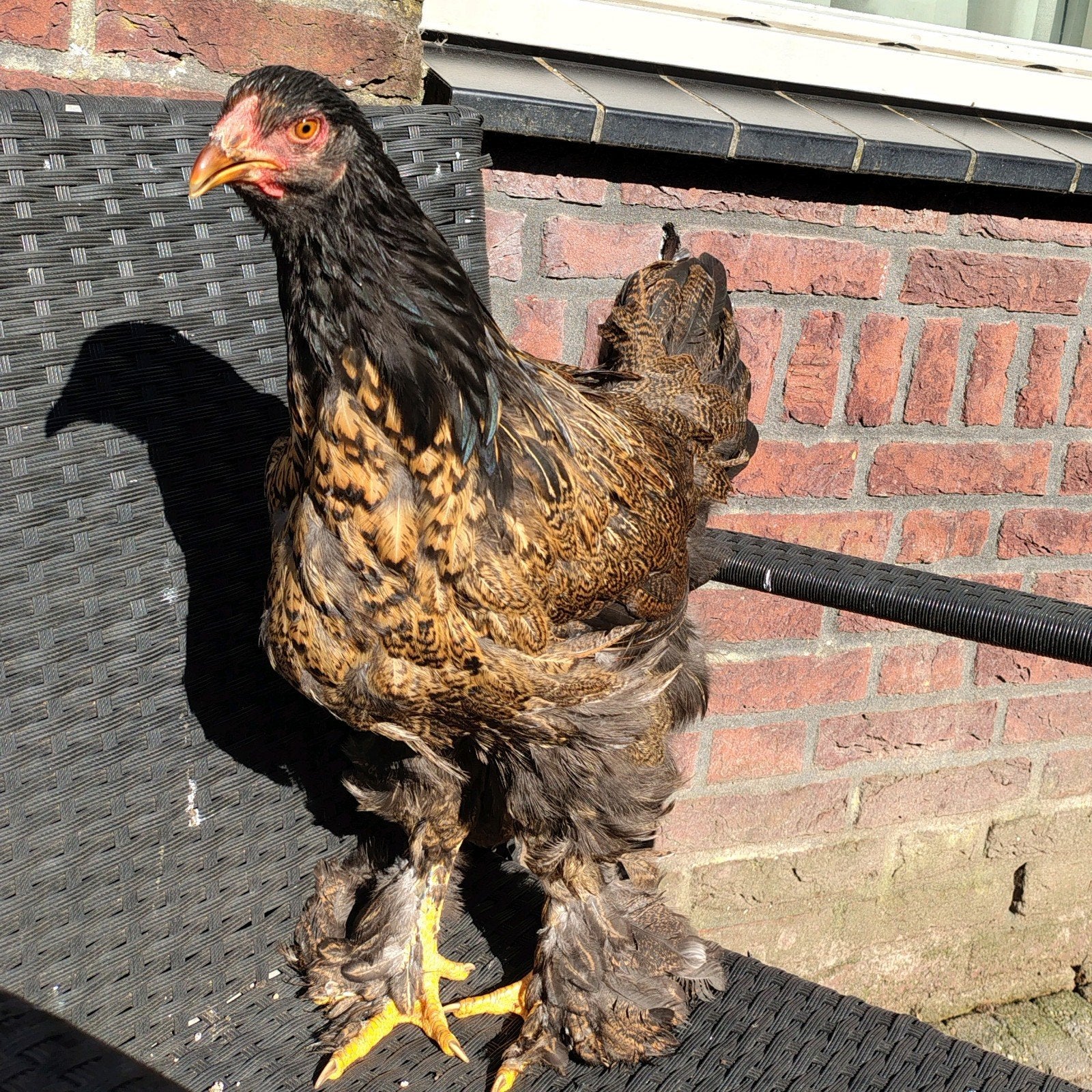 2 Brahma hennen raszuiver, Dieren en Toebehoren, Pluimvee, Meerdere dieren, Kip
