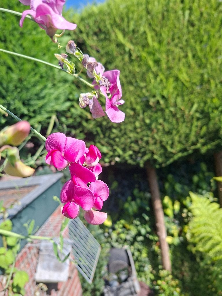 zaad vaste plant Lathyrus, Ophalen of Verzenden, Volle zon
