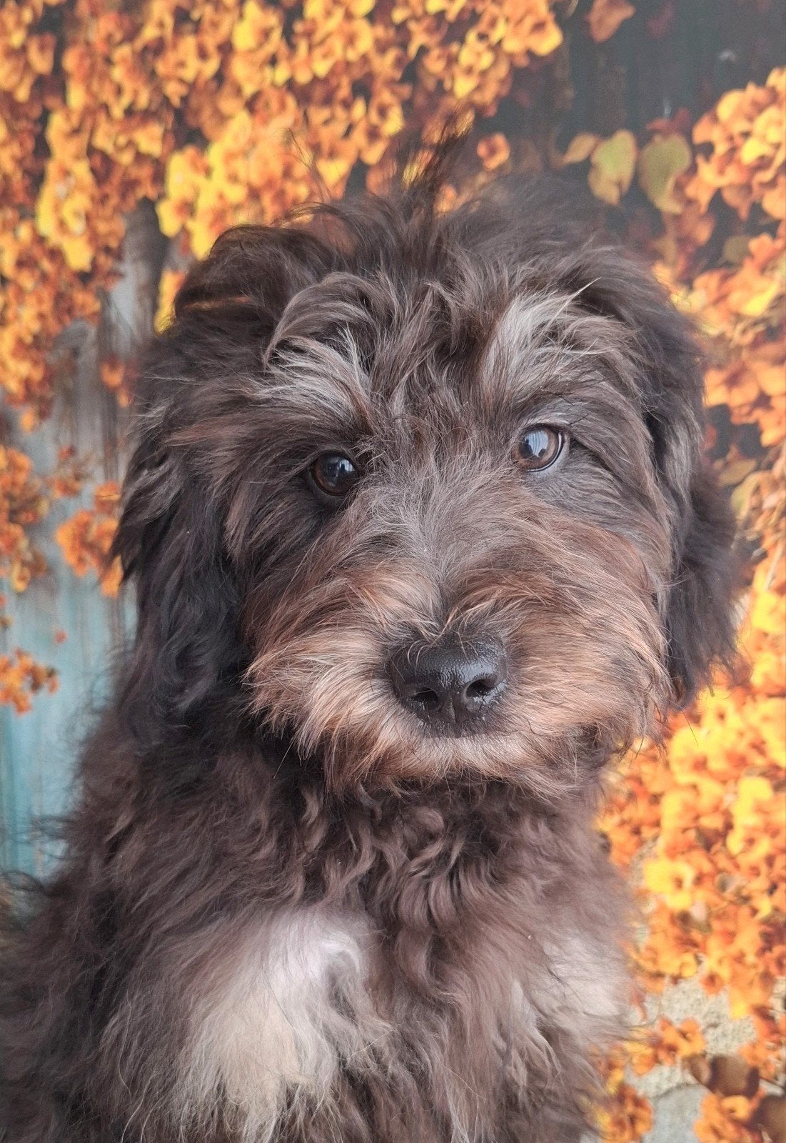 super leuk,  klein blijvend,  black and tan doodle pupje, Parvo, 15 weken tot 1 jaar, Eén hond, Nederland